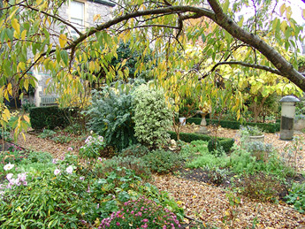 Autumn colours in November 2010