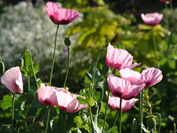 Self-seeded opium poppies