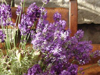 Lavender flowers with Nigella seed-heads